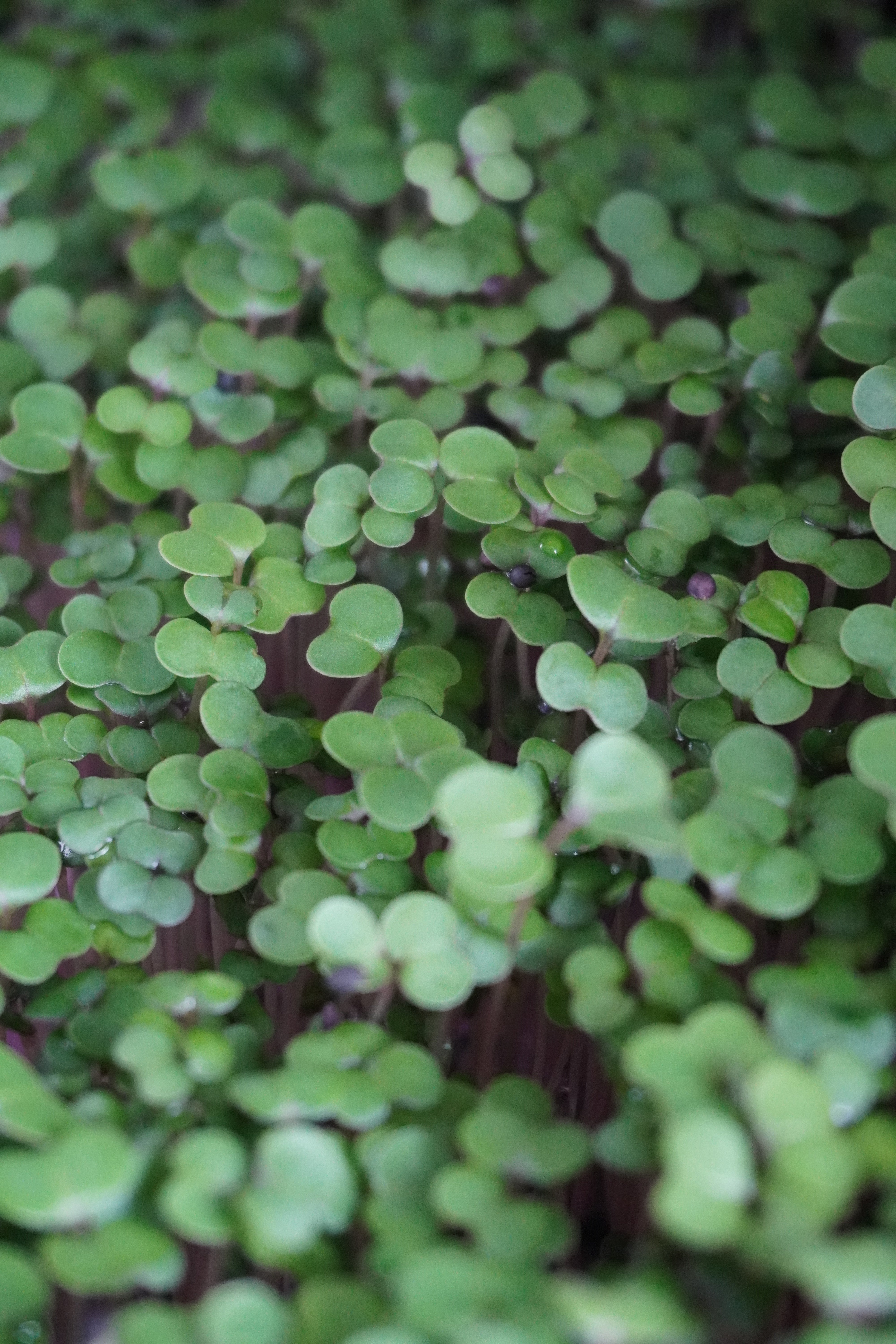 Kale, Red Russian