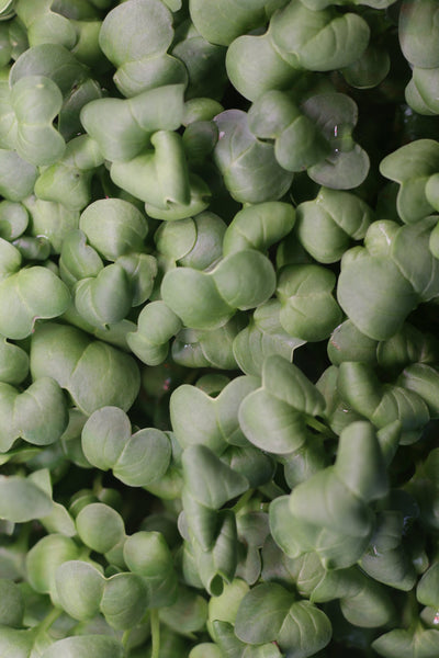 Radish, Daikon
