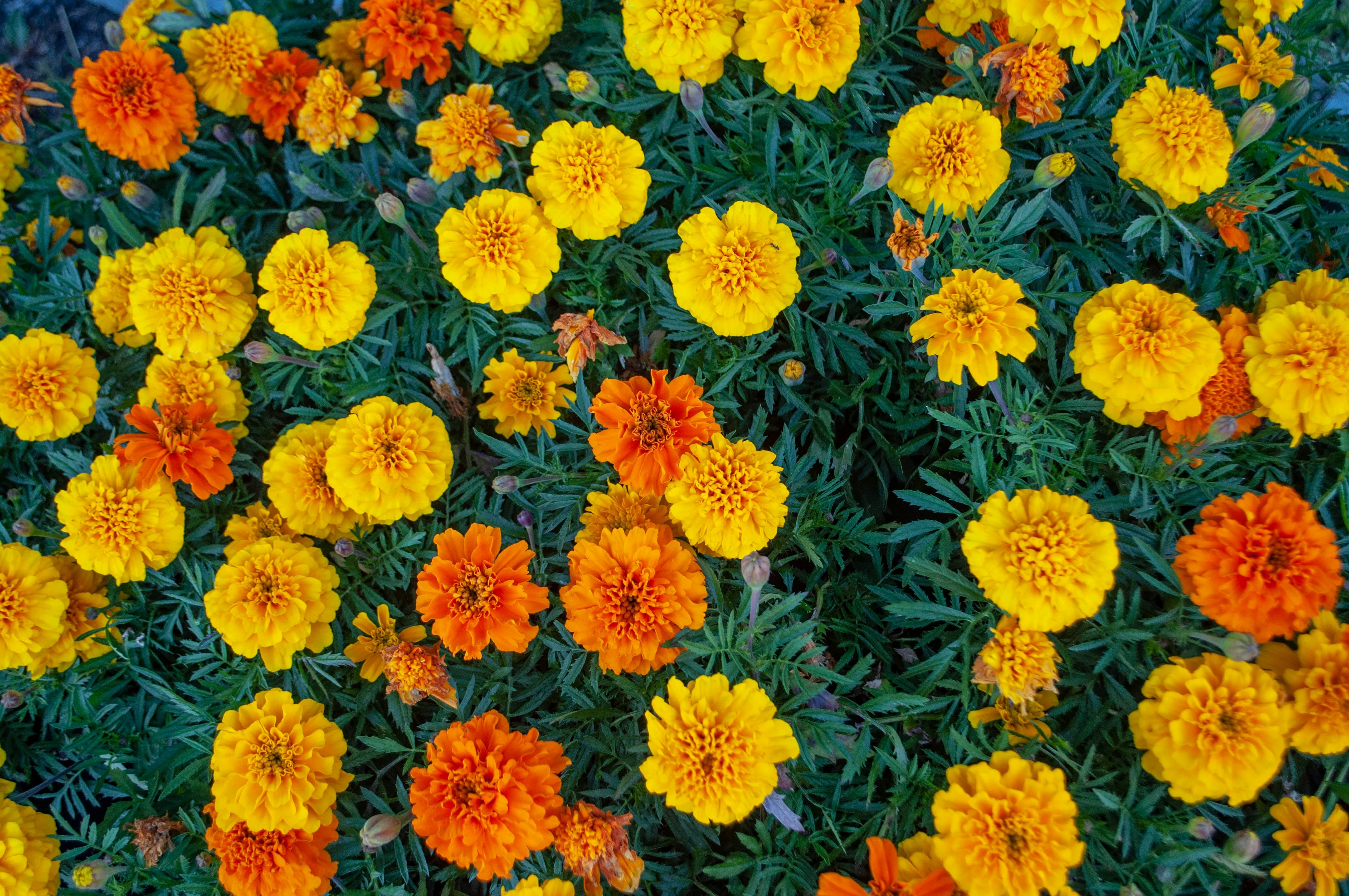 Close-up of marigold flowers in yellow and orange on a green background