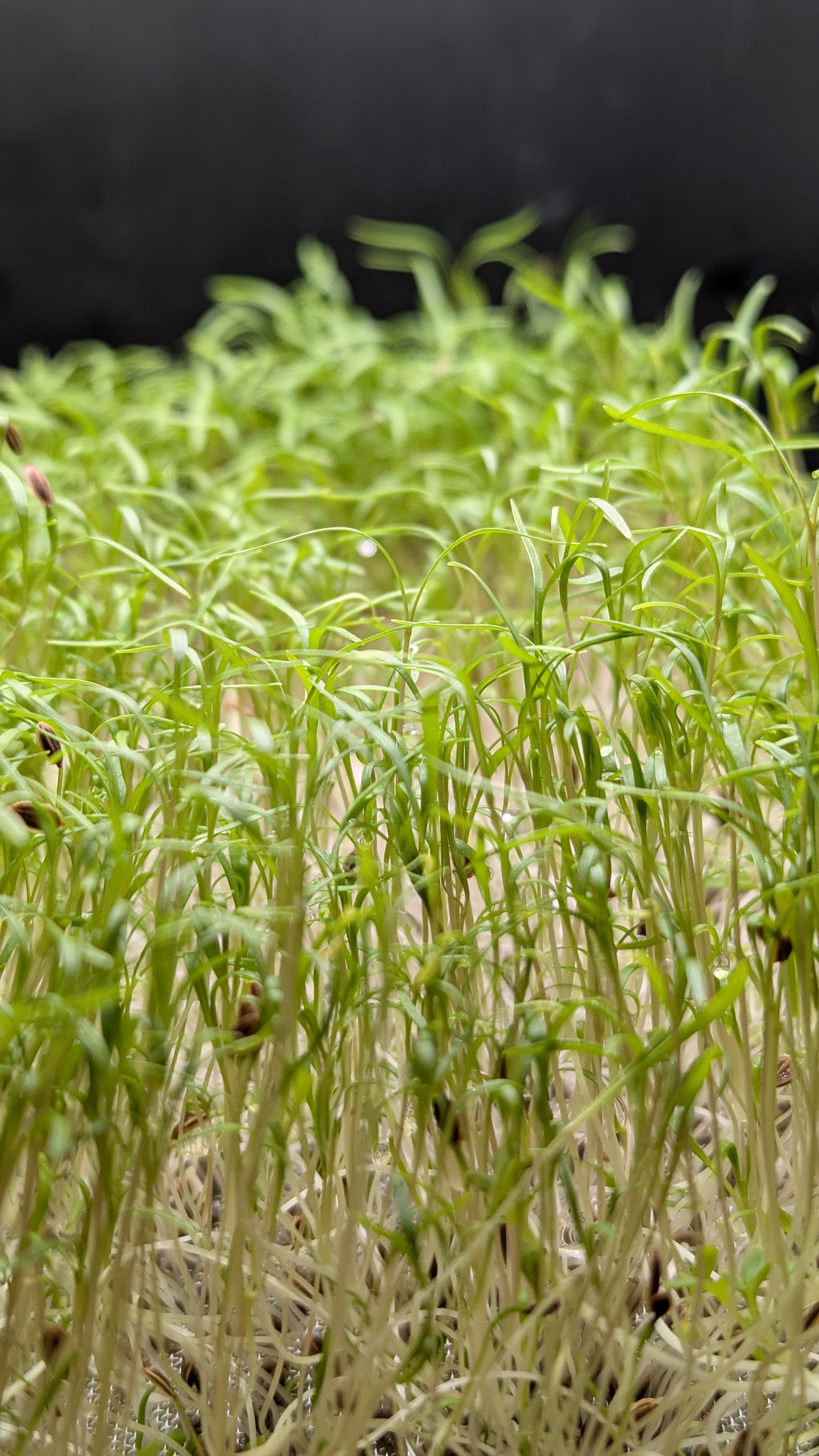 Dill, Dakota